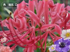 -杭州植物园