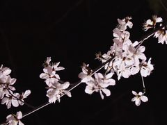 -北海公园