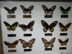 -上海昆虫博物馆