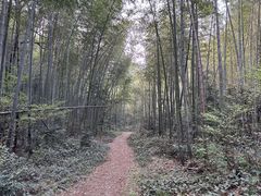-午潮山国家森林公园