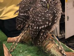 -清迈夜间动物园