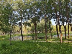 -东郊湿地公园