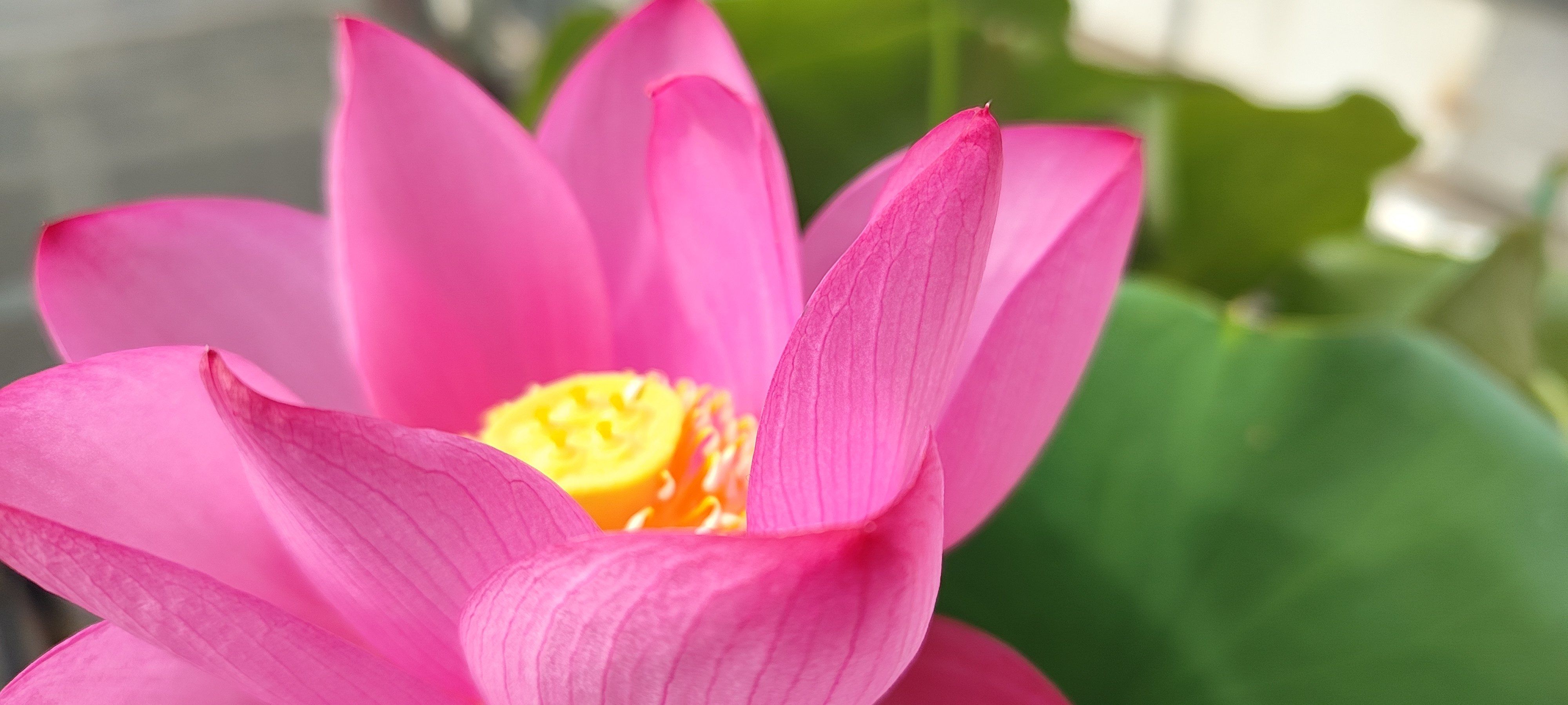 香莲碧水动凉快你不行错失的莫愁夏话