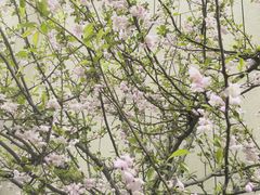 -荔香公园