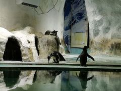 -北戴河圣蓝海洋公园