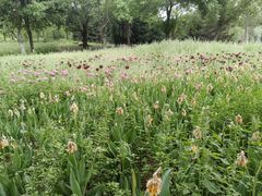 -北京国际鲜花港