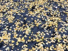 景点-北海道厅旧本厅舍(旧本庁舎)