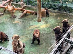 -深圳野生动物园