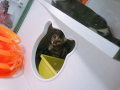 -李小姐の猫咖啡馆(五角场店)