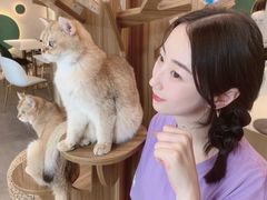 -飞行喵MR PILOT|猫舍·猫咖(静安大融城店)