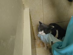 -佳雯宠物医院·皮肤科·内外科(春晓路分院)