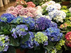 -双季花艺园艺市场(浦东店)