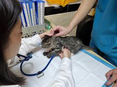 -安安宠医·安宠宠物医院