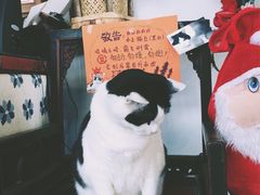 -Anne猫窝咖啡屋