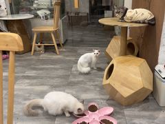 -楼上猫咖(罗湖店)