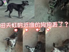 -坂田天虹