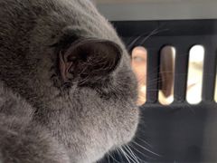 -瑞派动物医院·猫专科·至诚(江南中分院)