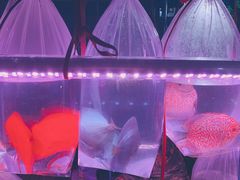 -中环花鸟鱼虫市场