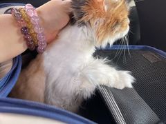 -美联众合动物医院·24h转诊中心