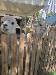 -萌宠亲子动物乐园(槐房万达店)