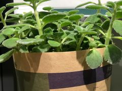 -鹿岛会员店 (龙湖三千集天街店)