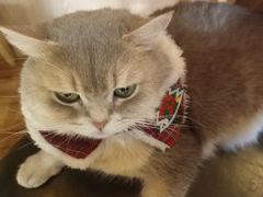 -MOCHA明星猫咖(田子坊店)