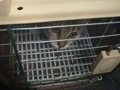 -博特宠物医院24h犬猫全科.骨科·异宠