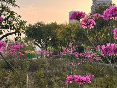 -海沧湾公园