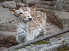 -辛玛王国游乐园