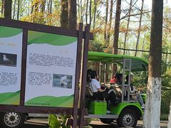 -合肥滨湖国家森林公园