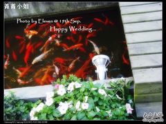 养了些金鱼@老洋房-老洋房花园饭店(绍兴路店)