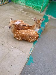 -萌宠亲子动物乐园(槐房万达店)