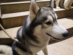 -more than meow吴止猫主题餐厅(承德 中船汇店)