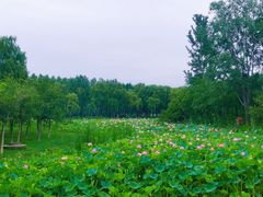 -东郊湿地公园