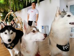 -Husky Go! 哈士奇体验馆·宠物咖啡厅狗咖
