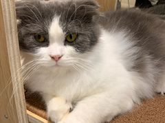 -飞行喵MR PILOT|猫舍·猫咖(静安大融城店)