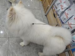 -艾贝尔宠物医院·宠保定点·超声绝育·免疫点(樱花路店)