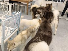 -Let's go狗咖·猫咖·奶狗·桌游(春熙路IFS店)
