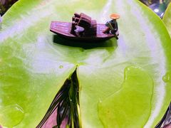-双季花艺园艺市场(浦东店)