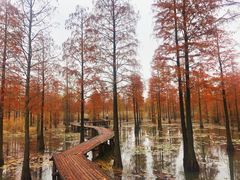 -池杉湖湿地公园