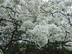 -武汉大学-樱园