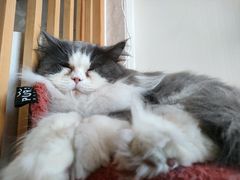 -Catmate·猫肥家润(金润铂宫店)