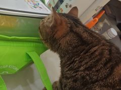 -纳吉亚猫专科动物医院博雅分院