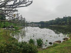 -飞来湖湿地公园