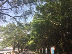 -大湾区中央湿地公园