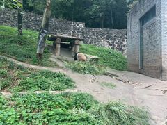 -都江堰中华大熊猫苑