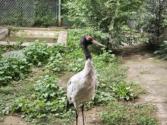 -青藏高原野生动物园
