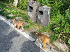 -姑婆山旅游区