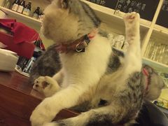 -猫色咖啡·猫咖