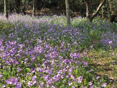 -宝界山林公园